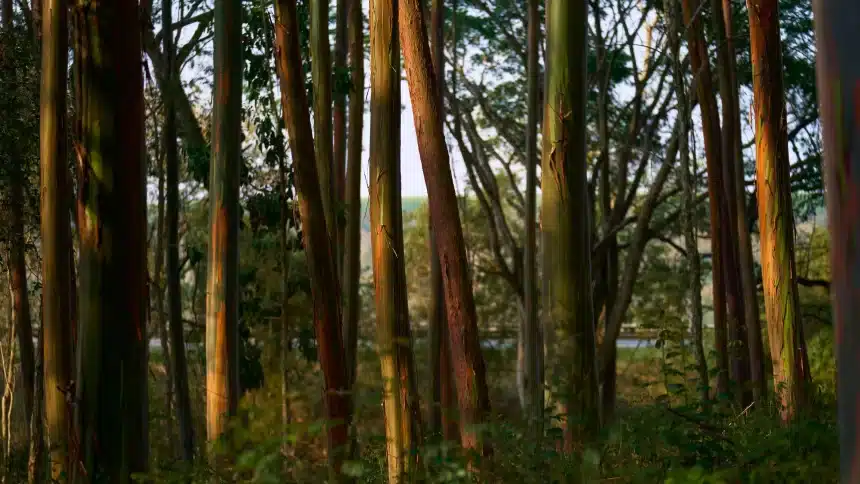 Eucalyptus trees in a forest during daytime.