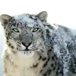 Snow leopard covered in snow, staring forward.
