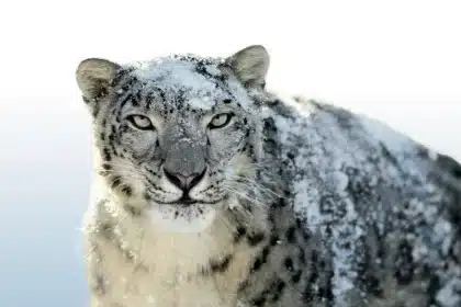 Snow leopard covered in snow, staring forward.