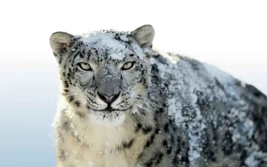 Snow leopard covered in snow, staring forward.