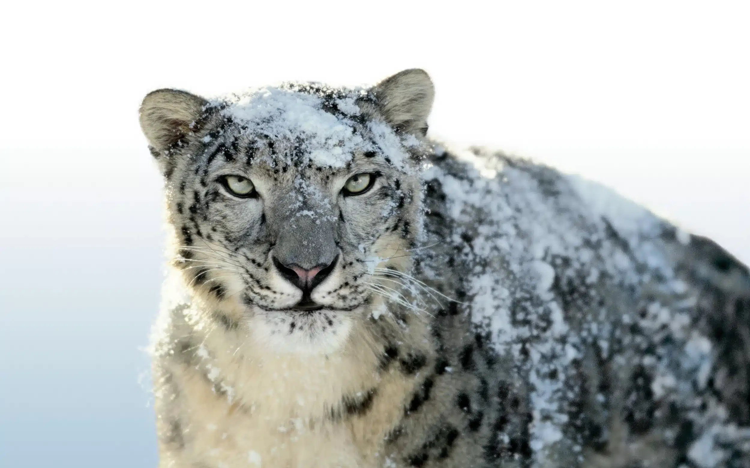 Snow leopard covered in snow, staring forward.