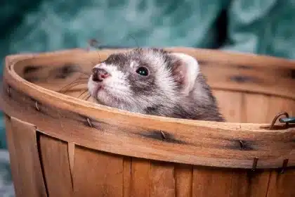 A small ferret peeking out from inside a wooden basket.