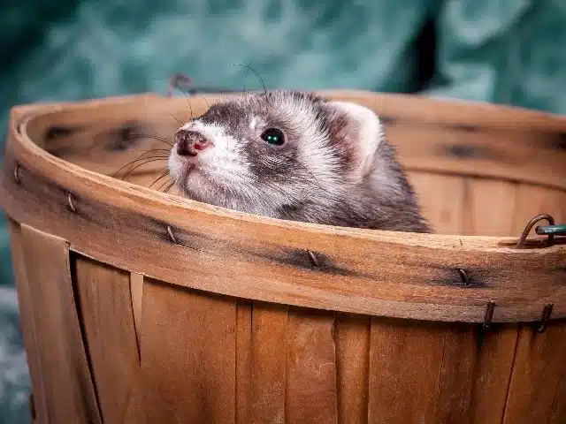 A small ferret peeking out from inside a wooden basket.