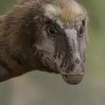 Close-up of a feathered prehistoric dinosaur with a long snout and textured skin.
