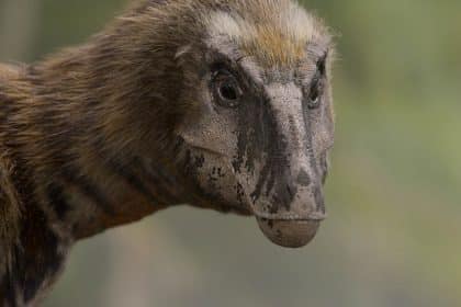 Close-up of a feathered prehistoric dinosaur with a long snout and textured skin.