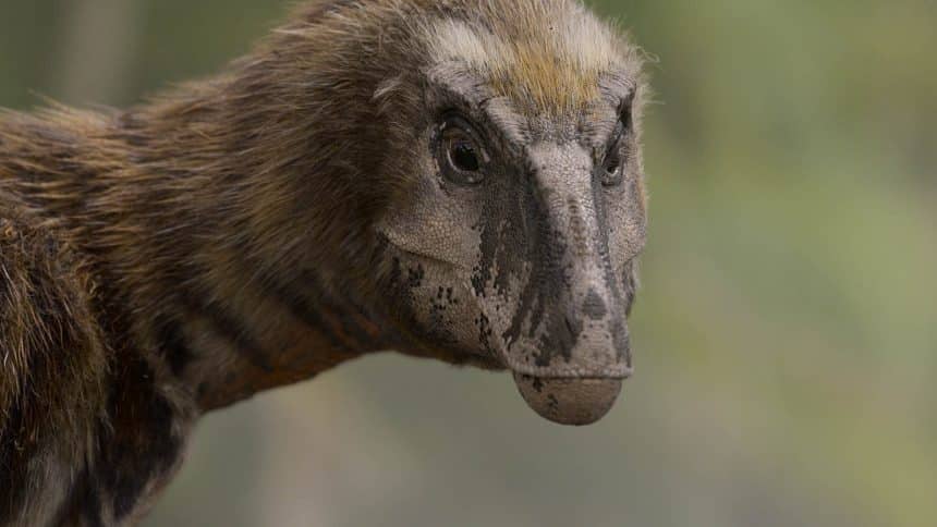 Close-up of a feathered prehistoric dinosaur with a long snout and textured skin.